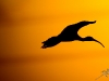 40z3853whiteibis_1