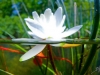 540z5909lily_1