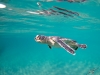540z9092greenturtle8x10