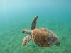 7q7a5209greenseaturtle_0