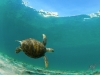 7q7a8424greenseaturtleboca