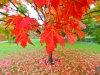 e54a9186bostonfallcolor