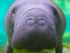brc_0506crystalrivermanatee2014crystalrivermanatee2014crop