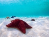 7q7a2427mowstarfish2013a