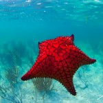 7Q7A2098BahamaStarfish2013A