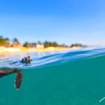 BRC_0064LoggerheadSeaTurtlePalmBeach2014