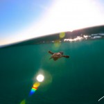 BRC_0078LoggerheadPalmBeach2014