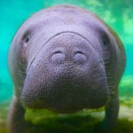 BRC_0506CrystalRiverManatee2014CrystalRiverManatee2014crop