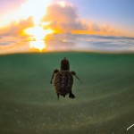 BRC_1614LoggerheadSeaTurtlePalmBeach2014A