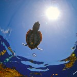 BRC_3534LoggerheadHatchlingReleaseGL2014A