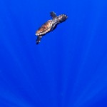 BRC_3695LoggerheadHatchlingReleaseGL2014A