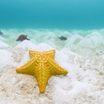 BRC_4774GoldenStarsBahamas2014cropA