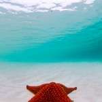 BRC_4996SoloStarRedBahamas2014editcropA