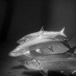 BRC_5540TarponDFB2014