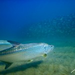 BRC_5555TarponandBaitDFB2014