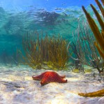 BRC_6696BahamasStarfishunderwaterworld2014