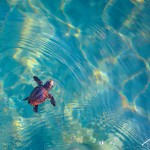 BRC_9983LoggerheadSeaTurtlePalmBeach2014Crop 2