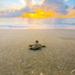 E54A9994LoggerheadSeaTurtlePalmBeach2014