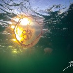 IMG_7999WatershotMoonJellyBoca