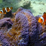 540Z1332LancesRightClownFish