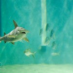 © 2012 Boca Raton Photography and Design use for Gumbo Limbo promotion only