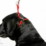 540Z8871HappyPackLeashCollar